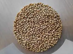 حبوب الدخن الشائع