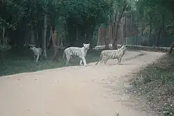 النمر الابيض
