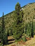The Whitebark Pine, Pinus albicaulis, at حديقة جبل رينييه.