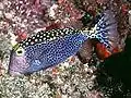 سمكة نَجْم أو أبو صندوق أبيض النقط (White-spotted boxfish).