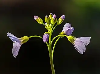 زهرة الحرف المرجي