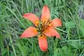 Lilium philadelphicumزنبق بري في بيحرة دوغ