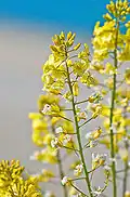 الخردل البري (Brassica campestris)