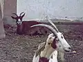 ماعز آسيوي داخل حديقة حيوان الفيوم