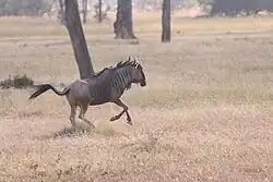 نو موجود بحظيرة ميكمي الوطنية