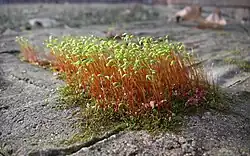 Moss with sporophytes on brick