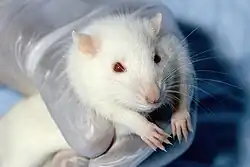 Photo en couleur d'un rat de laboratoire blanc qui se trouve dans la main gantée d'un scientifique.