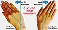 تبعيد الرسغ أو الإنحراف الكعبري (radial deviation)، و تقريب الرسغ أو الإنحراف الزندي (ulnar deviation).