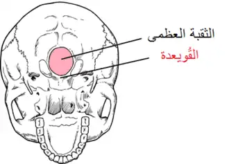 قويعدة
