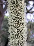 Close-up of flower