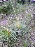 Plant with flowering shoot