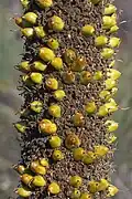 Close-up of fruit