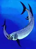 الزيفاكتينوس&nbsp;[الإنجليزية] (شعاعيات الزعانف)