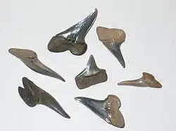 أسنان الزيفودولاميا، من القروش الحديثة في صلصال لندن.