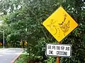 Taiwan, owl crossing.