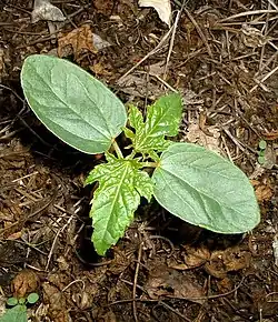 Seedling showing prominent فلقة (بذرة)s