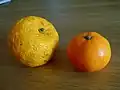 يوزو (يسار) مقارنة باليوسفي (يمين)
