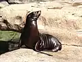 Zalophus japonicus