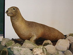Zalophus japonicas