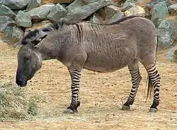 زرحصان، هجين من حمار الزرد وأحد أنواع الخيليات.