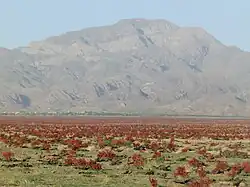 زیبَد گناباد