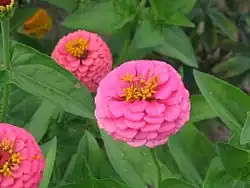 زهرة نبات الزينيا بشكل متراكب