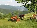 الماشية بالقرب من بلدة سيمزنزفالت&nbsp;[الإنجليزية]