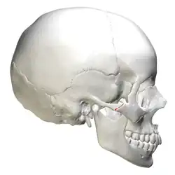 صورة ساكنة (مشار إليه باللون الأحمر).