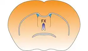 Fornix of the mouse brain
